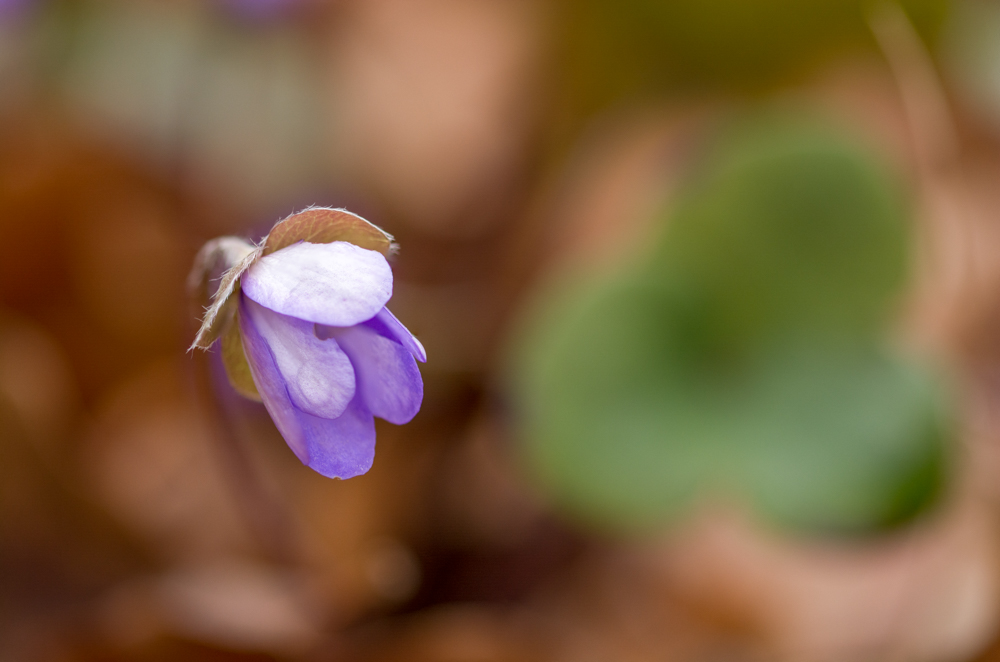Leberblümchen