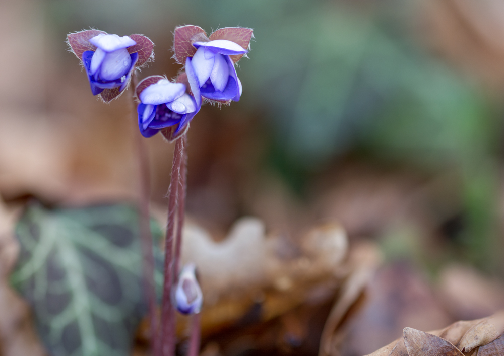 Leberblümchen