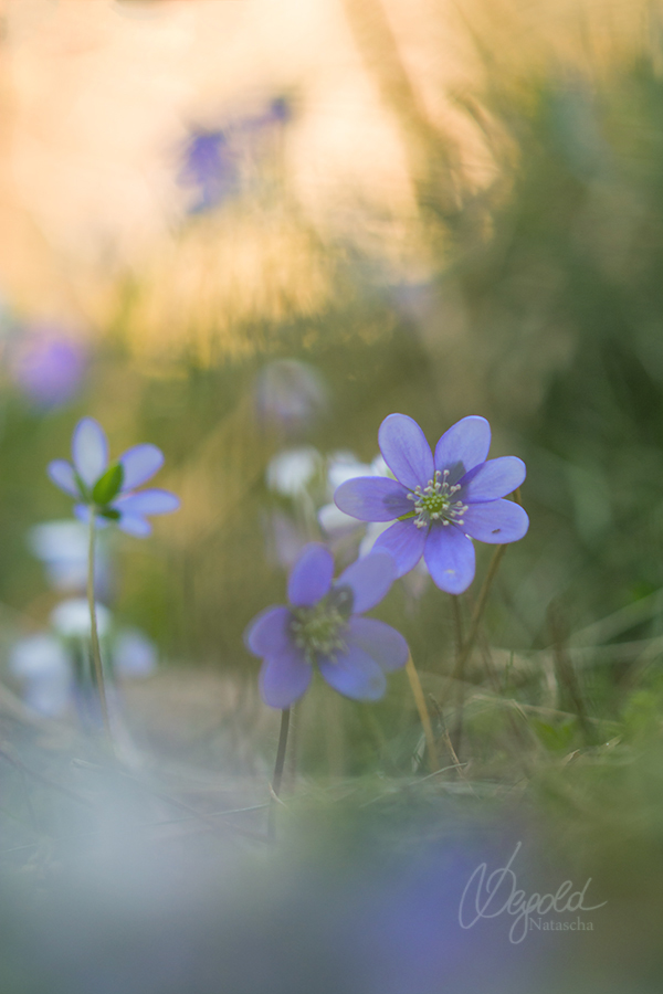 Leberblümchen