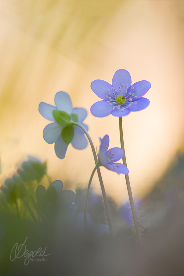 Leberblümchen