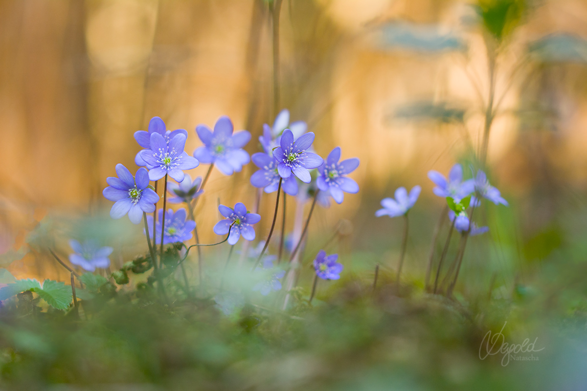 Leberblümchen