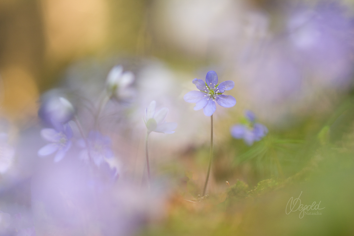 Leberblümchen