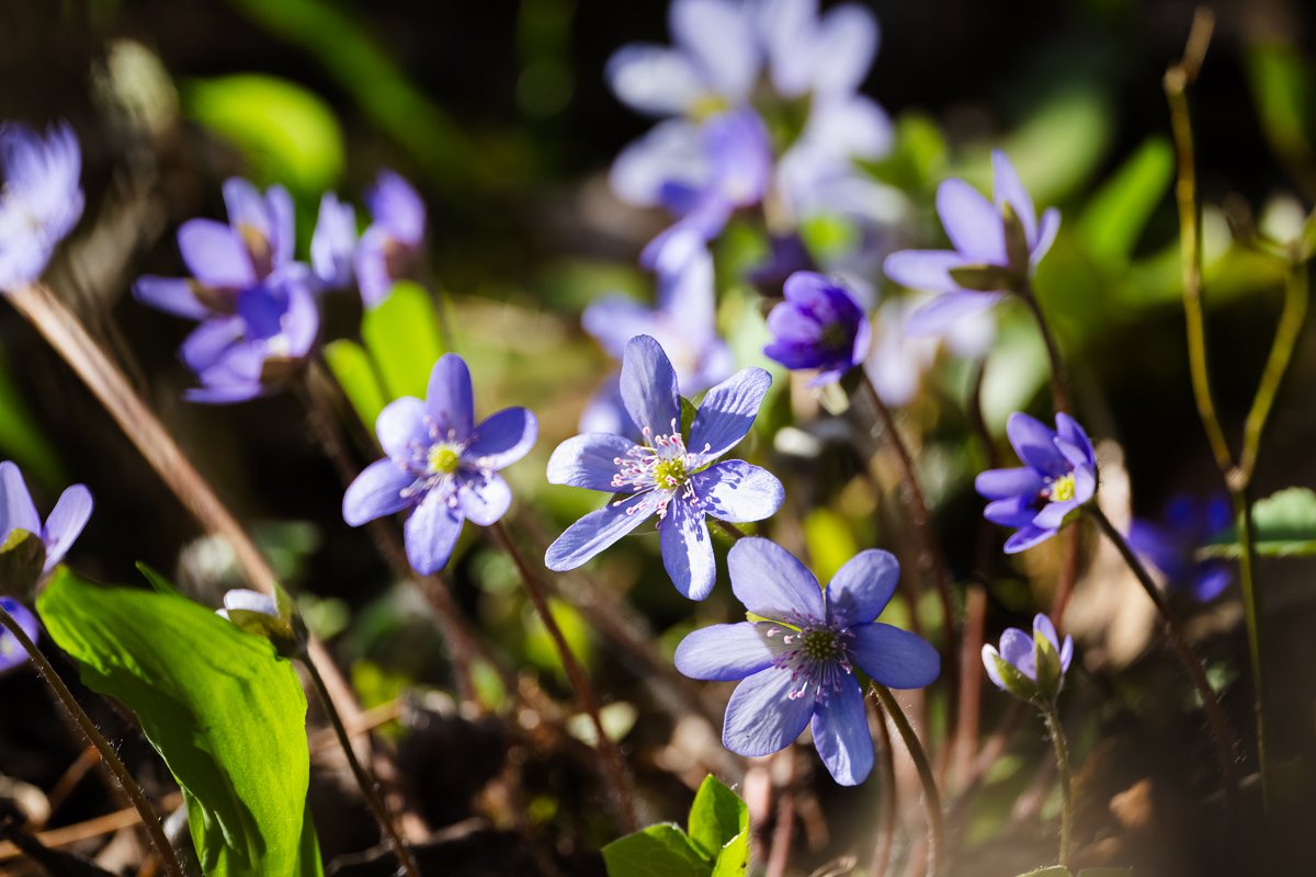 Leberblümchen.jpg