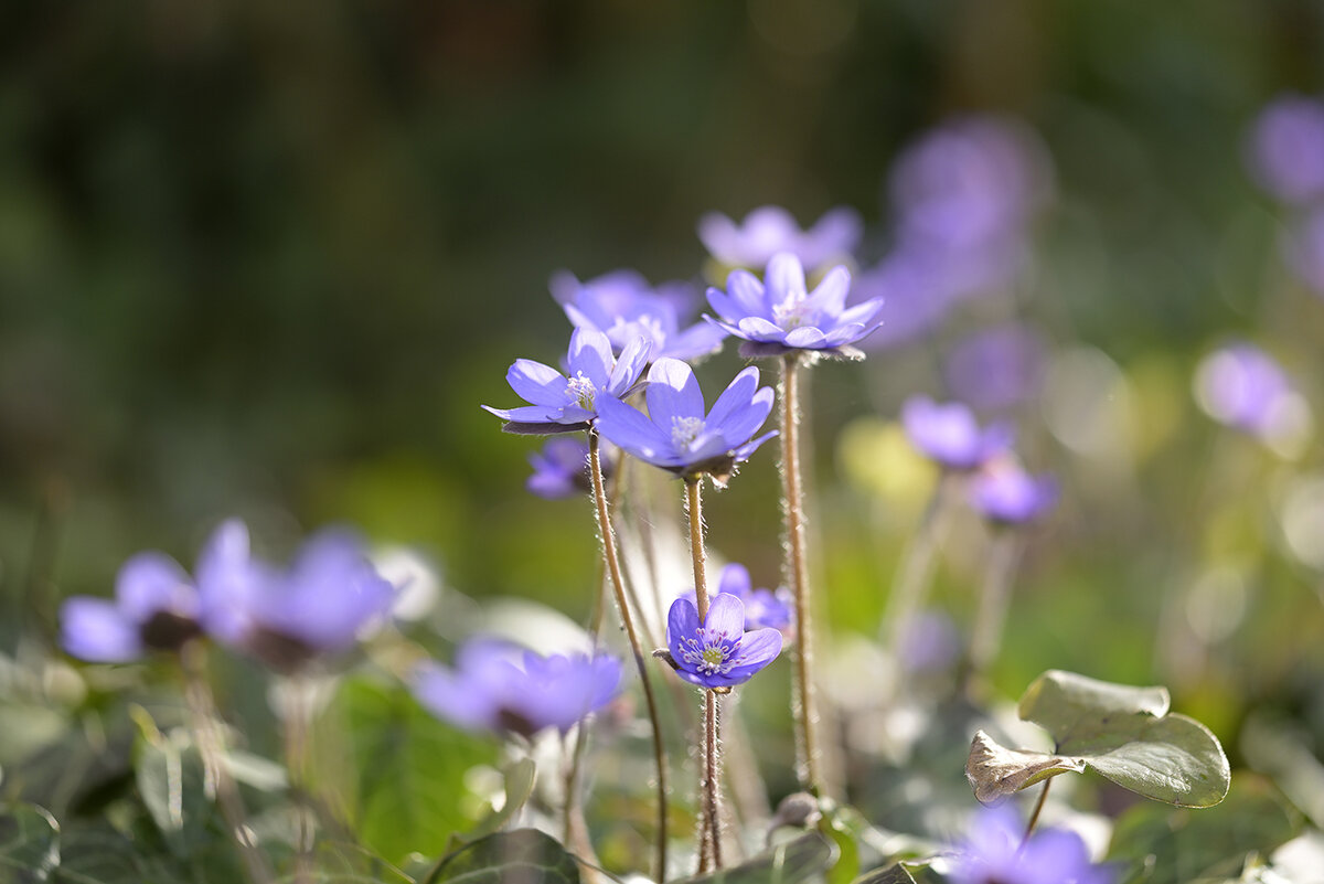 Leberblümchen_Z810569_16x24.jpg