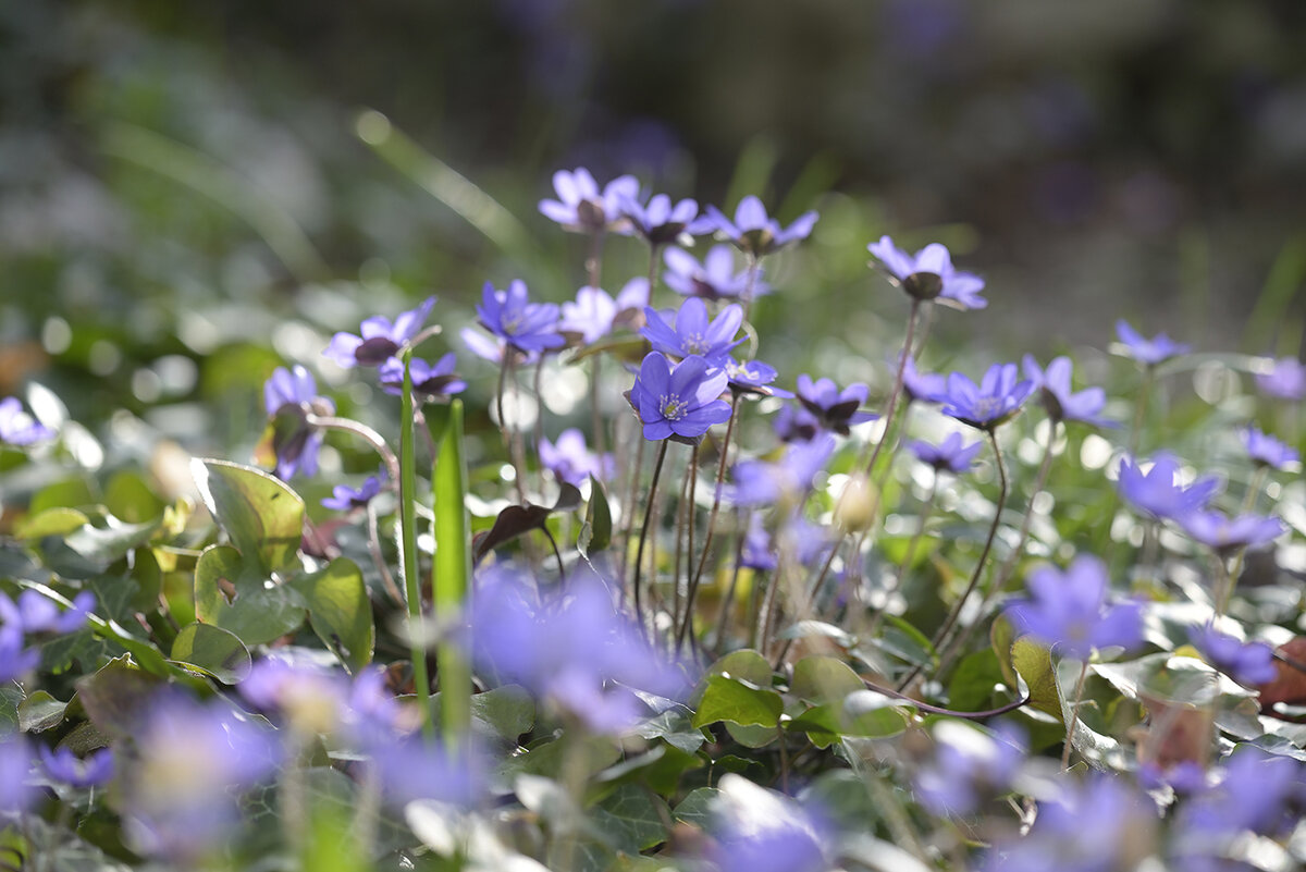 Leberblümchen_Z810570_16x24.jpg