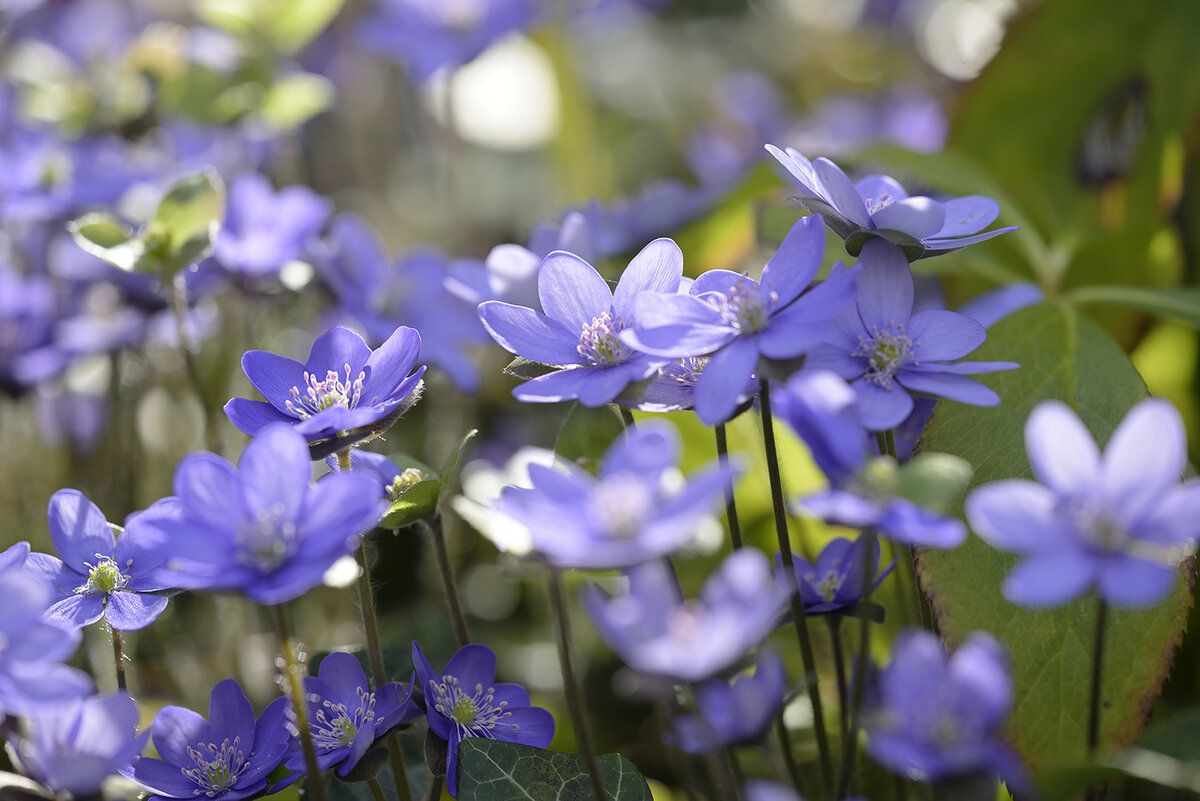 Leberblümchen_Z810571_16x24.jpg