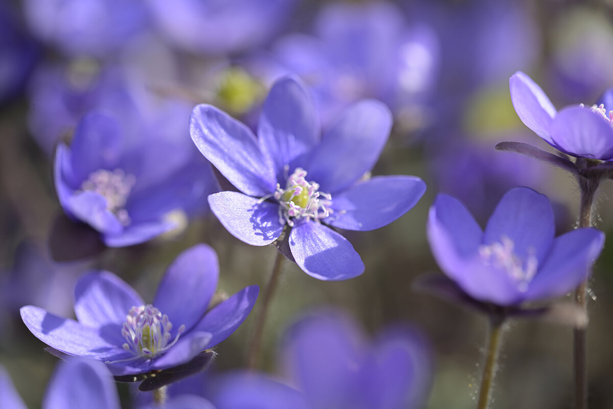 Leberblümchen_Z810572_16x24.jpg