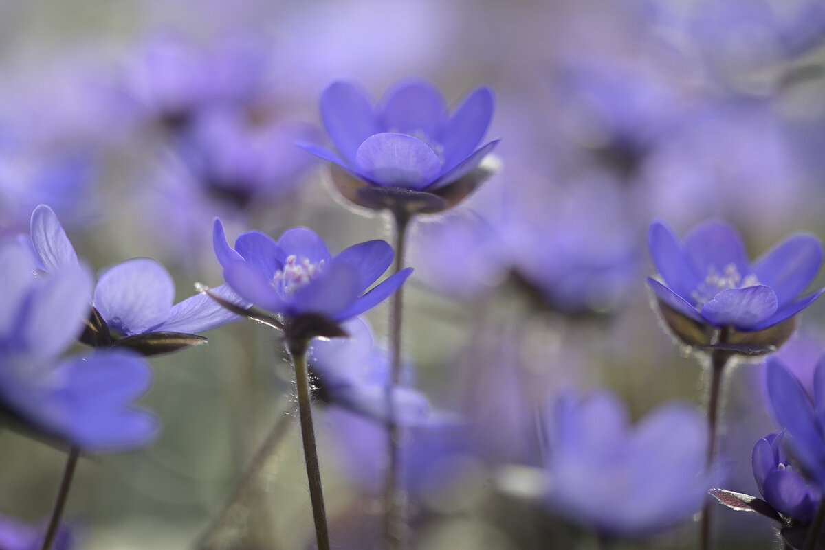 Leberblümchen_Z810573_16x24.jpg