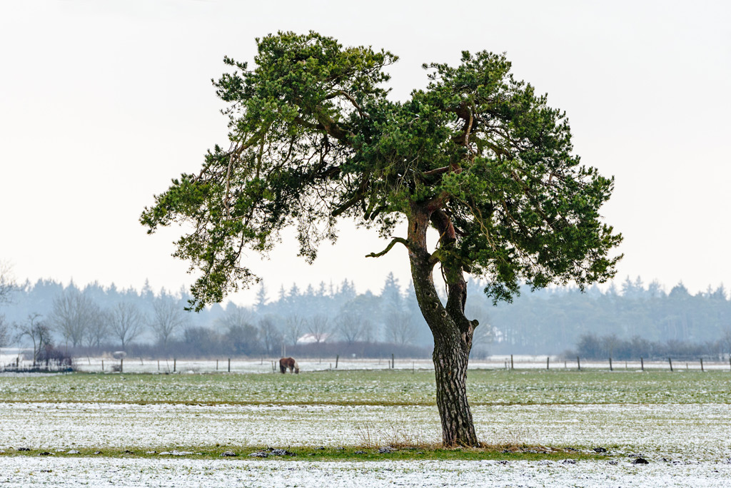 Lechfeld bei Königsbrunn