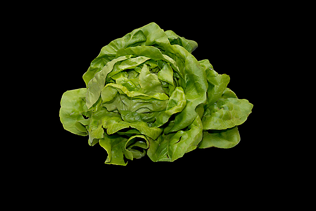lechuga 1024