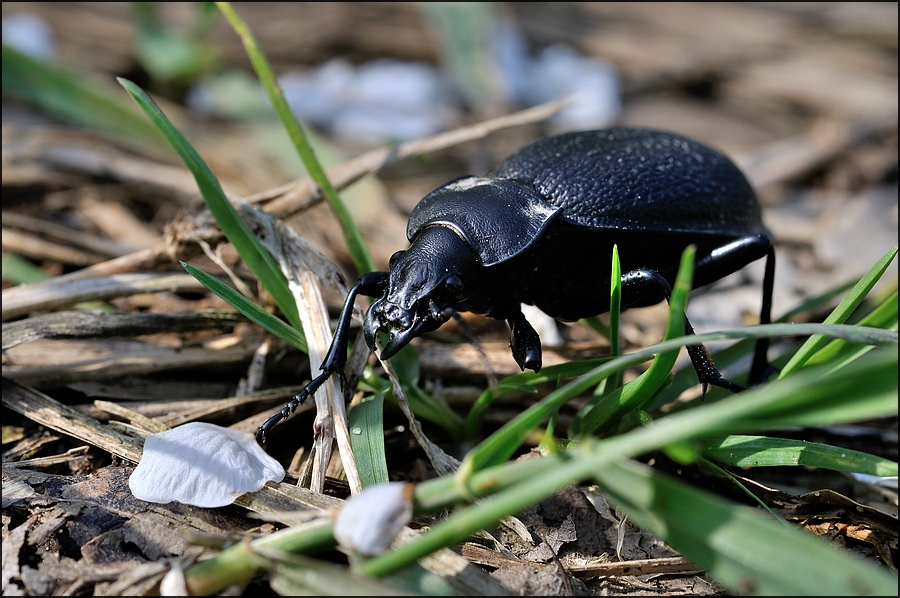 Lederlaufkäfer