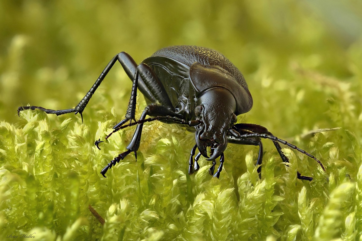Lederlaufkaefer
Die Nachtaktiven Tiere jagen am Waldboden Insekten, Schnecken, Würmer.
Dieses Exemplar war etwa 4 cm groß.
Ich fand diesen Käfer in de