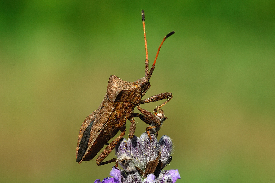 Lederwanze Coreus marginatus DSC 9860a