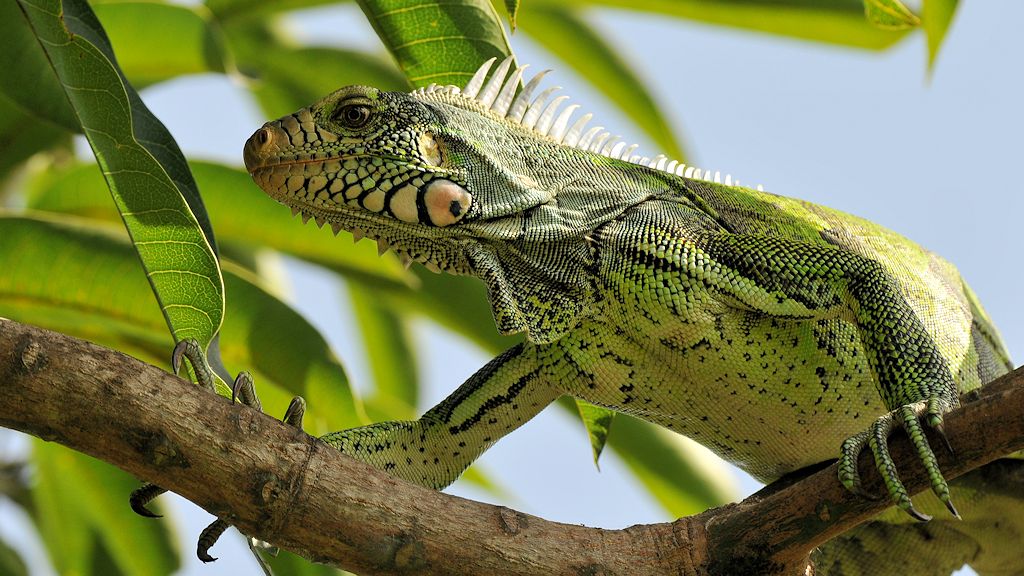 Leguan (Iguana)
Rock View Lodge, Annai
3182a