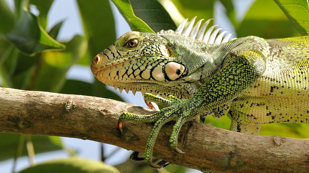 Leguan (Iguana)
Rock View Lodge, Annai
3197