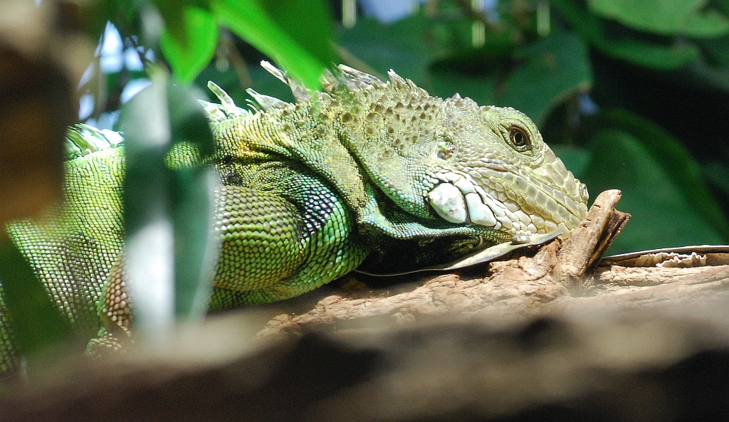 Leguan.jpg
