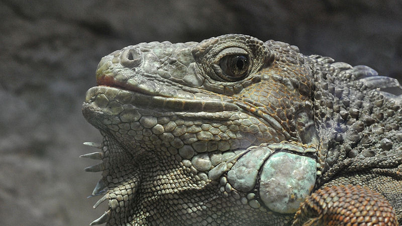 Leguan
Luisenpark Mannheim
6805