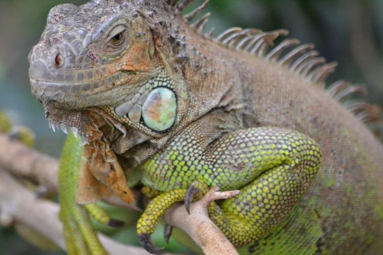 Leguan