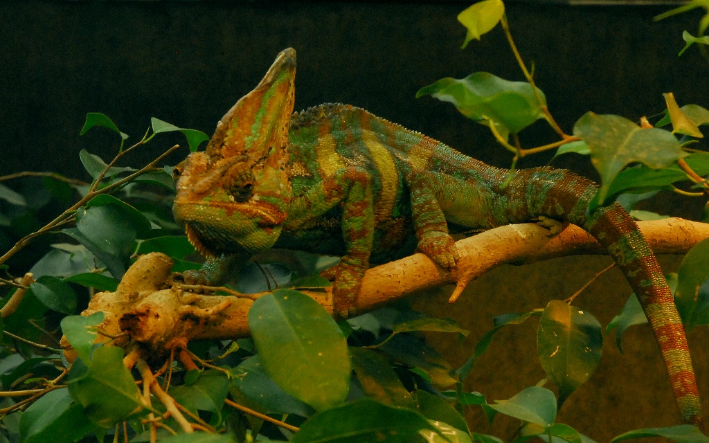 Leguan
