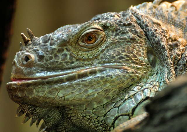 Leguan