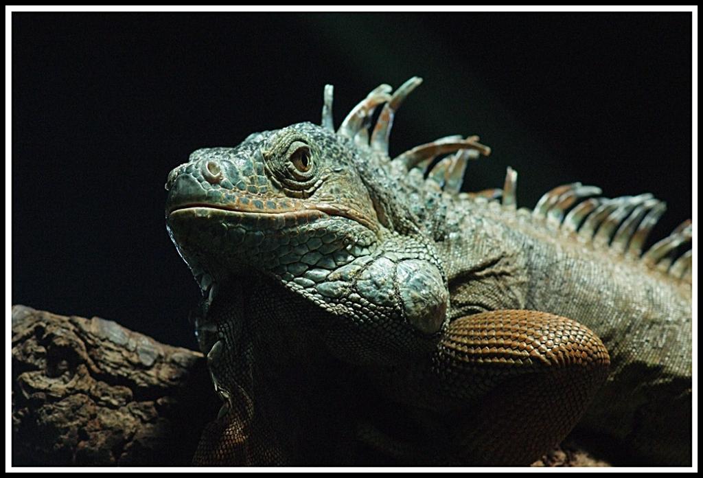 Leguan