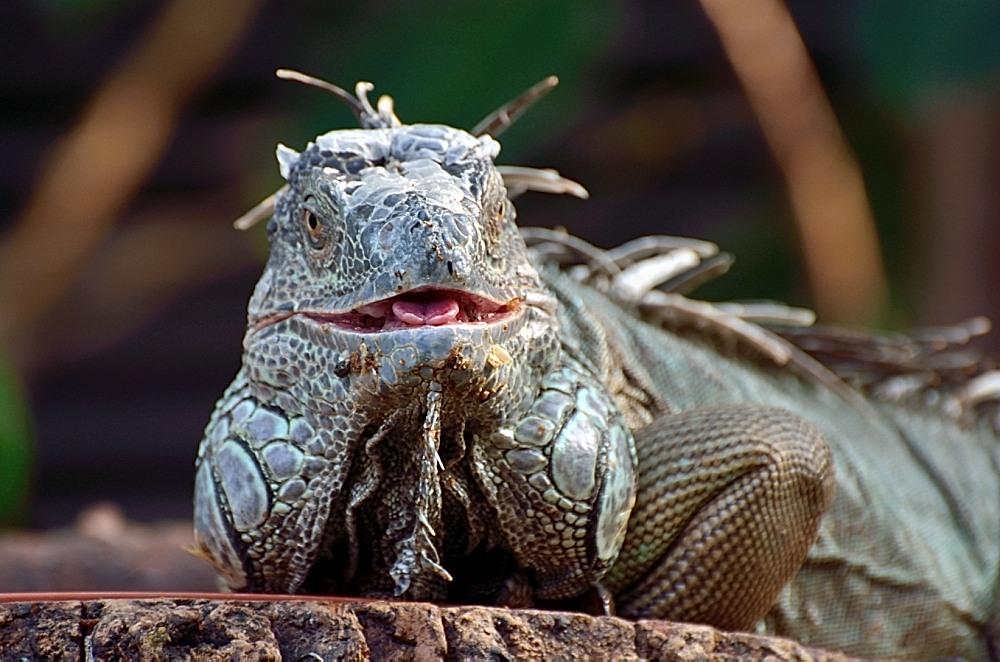 Leguan_2