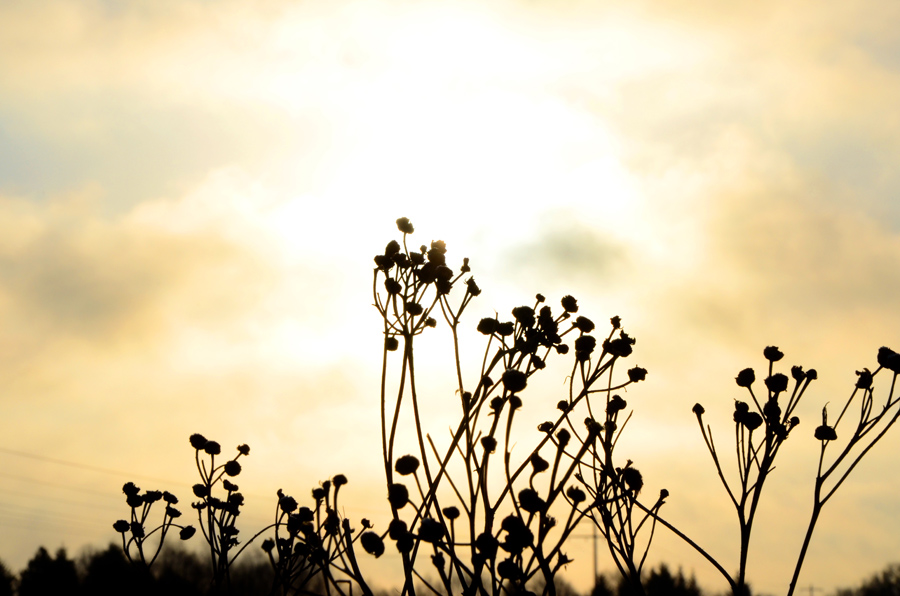 Leicht vereiste Blumen im Gegenlicht