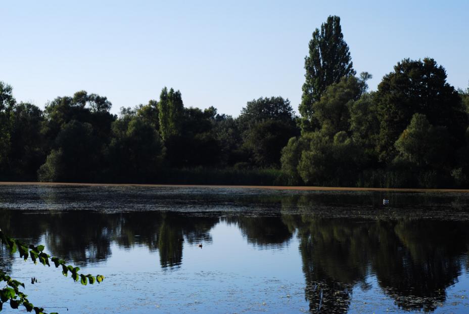 Leider hat das stehende Wasser auf dem Kühkopf auch Schattenseiten. Es ist Brutplatz für Stechmücken - die Rheinschnaken!