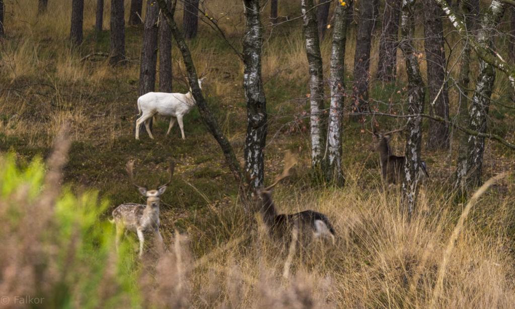Leider ist das Bild nicht so, wie ich es mir wünschen würde. Aber ich war genauso überrascht wie die Tiere und konnte gerade noch die Kamera hoch reiß