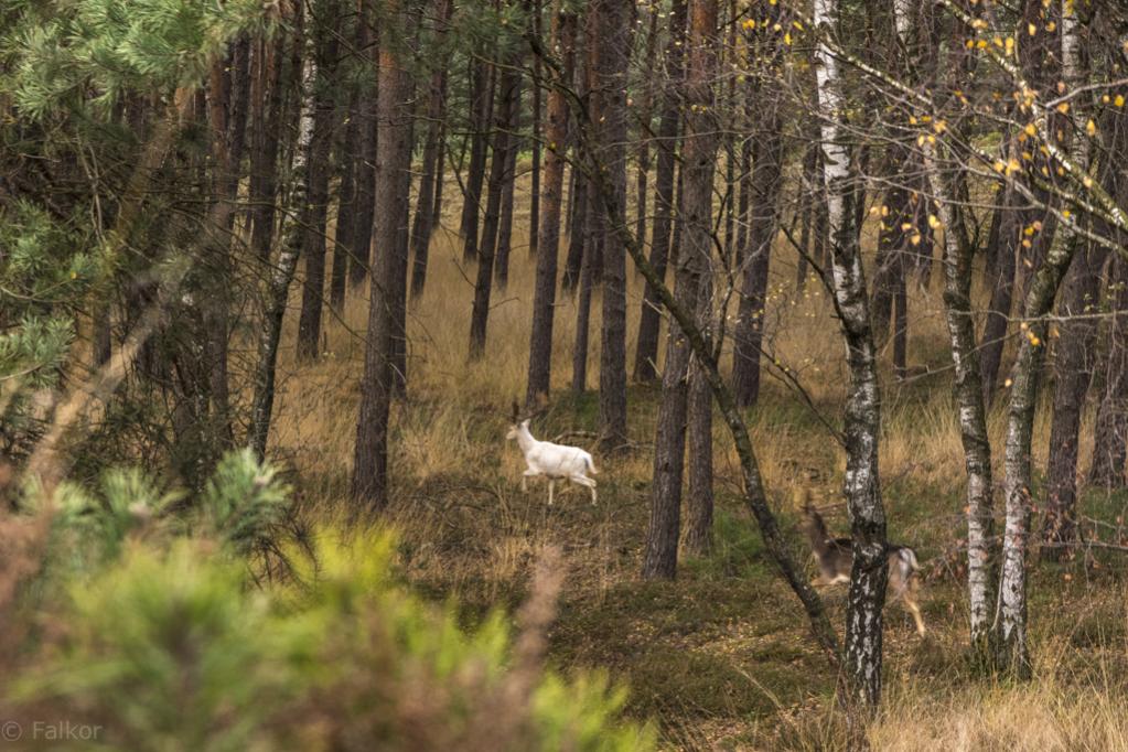 Leider ist das Bild nicht so, wie ich es mir wünschen würde. Aber ich war genauso überrascht wie die Tiere und konnte gerade noch die Kamera hoch reiß