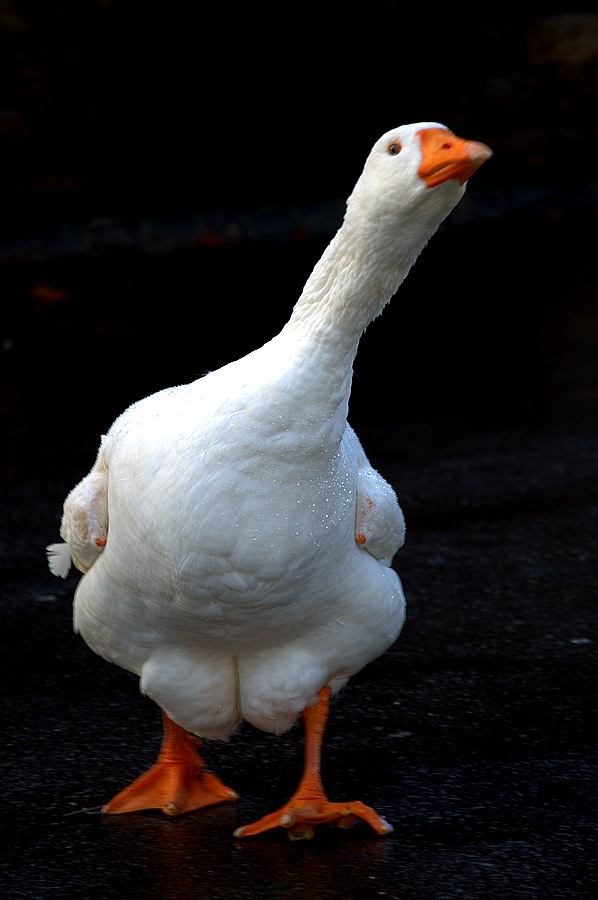 Leider nicht scharf und auch der Focus liegt nicht da, wo er hingehört ... trotzdem mag ich diese Gans :-)