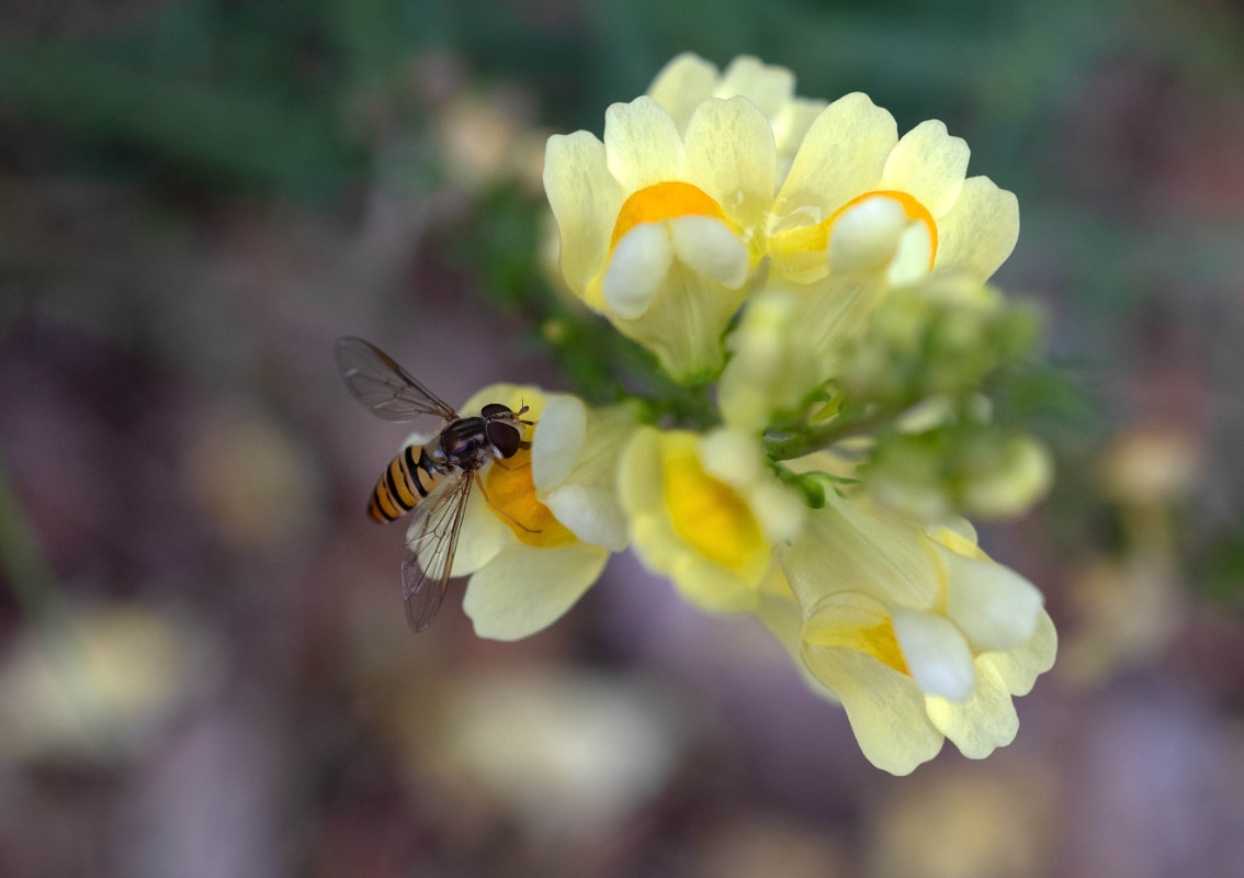 Leinkraut mit Schwebfliege.jpg