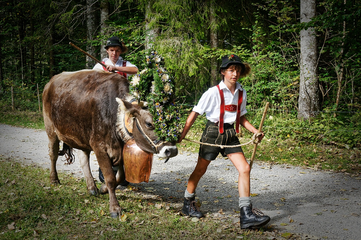 Leitkuh