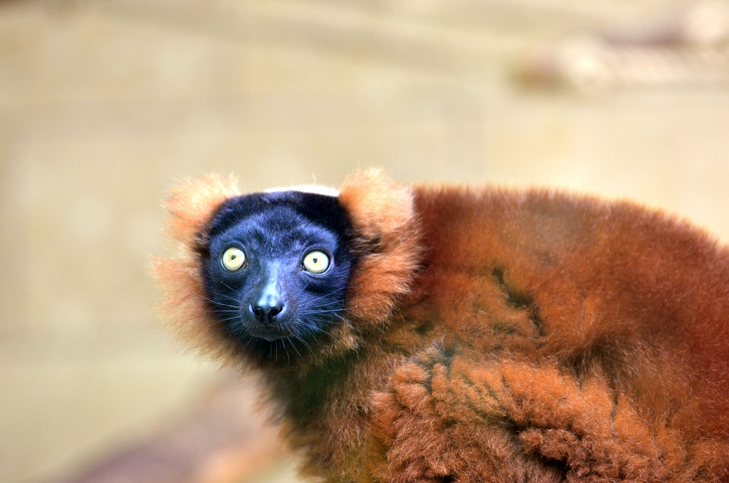 Lemur 1