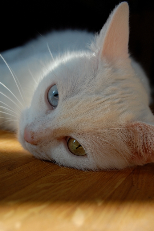 Leni
