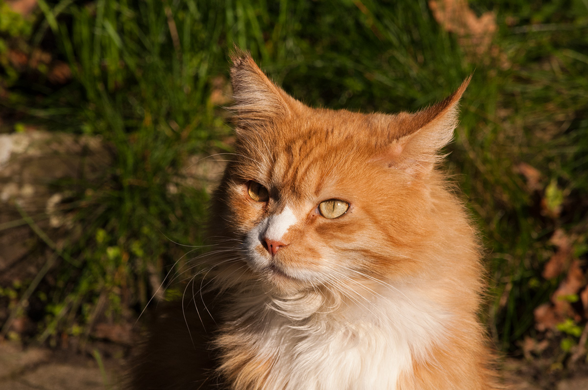 leo 2