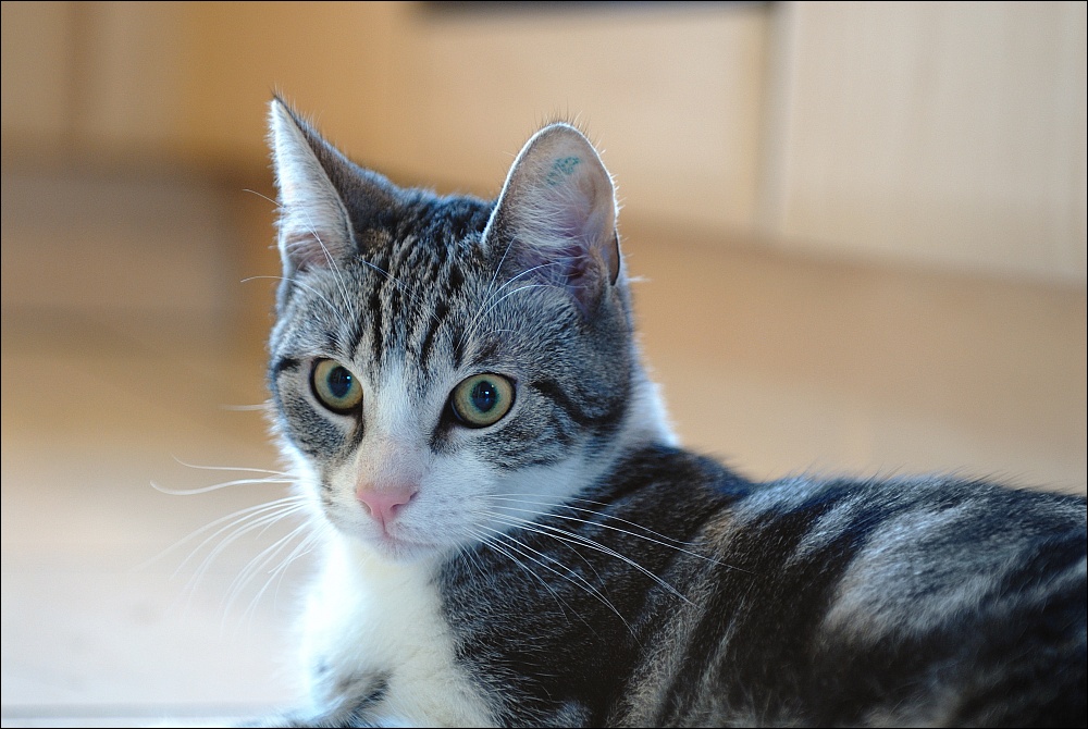 Leo