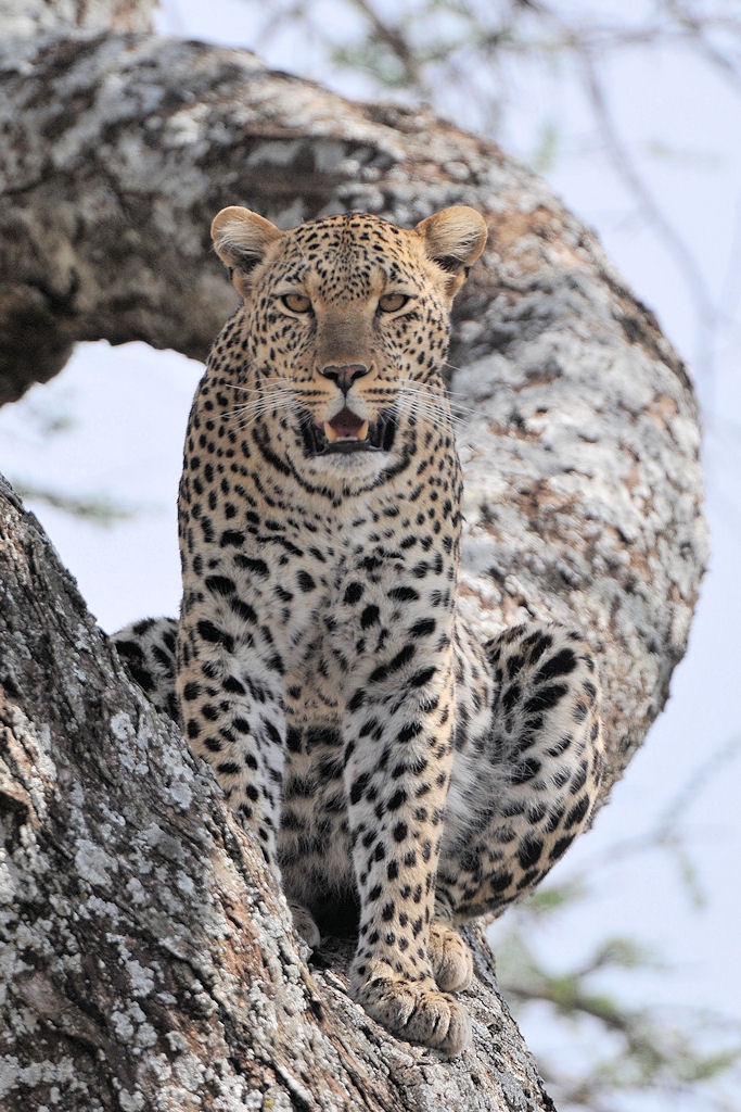 Leopard 
bei Lake Magadi, Serengeti
4922 h