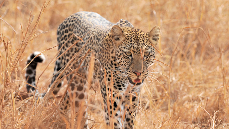 Leopard im Tarangire
9229