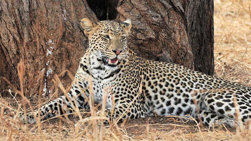 Leopard im Tarangire
9279