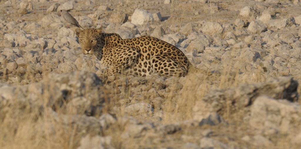 Leopard.jpg