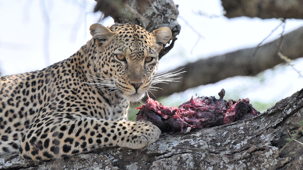 Leopard mit Gazelle
4937