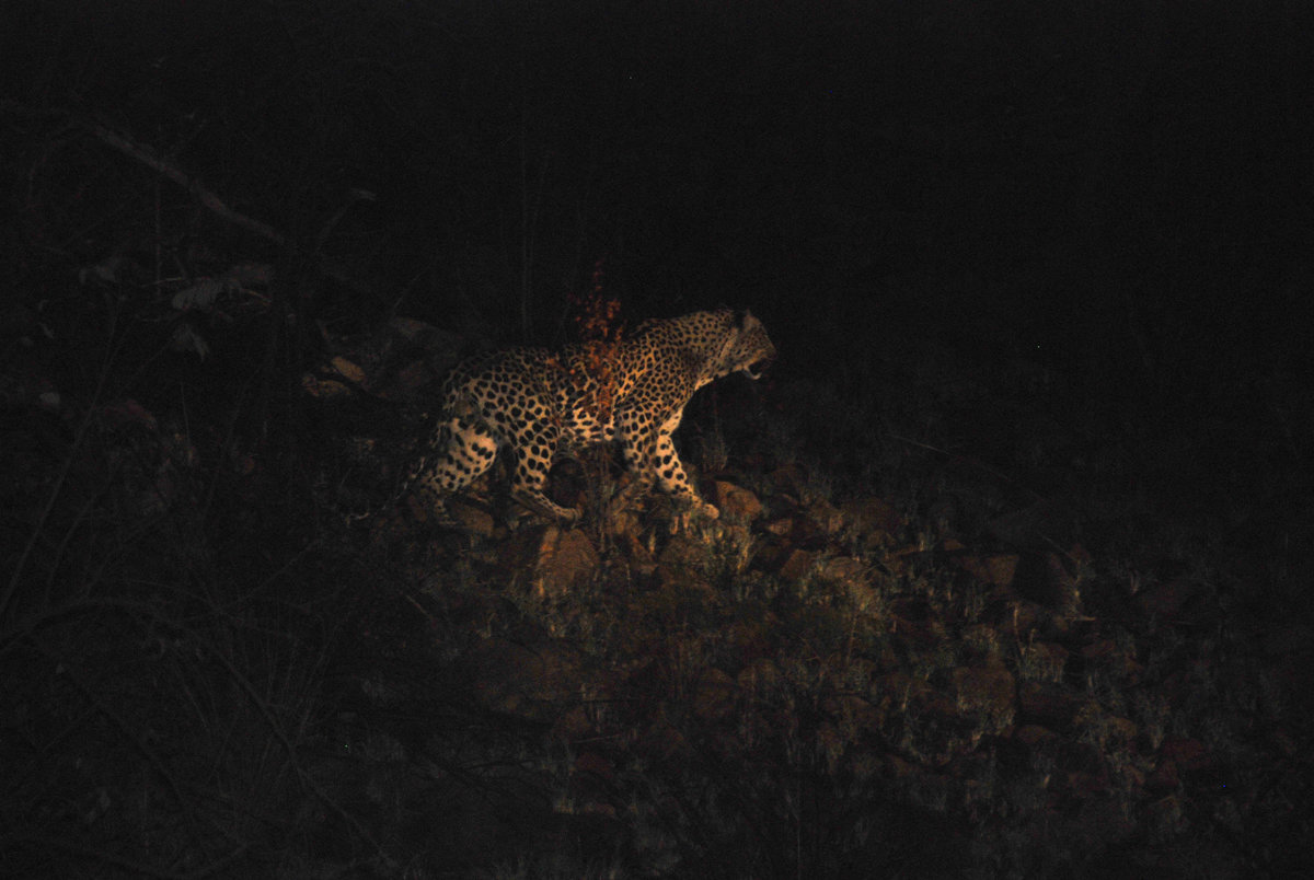 Leopard Pilanesberg.jpg