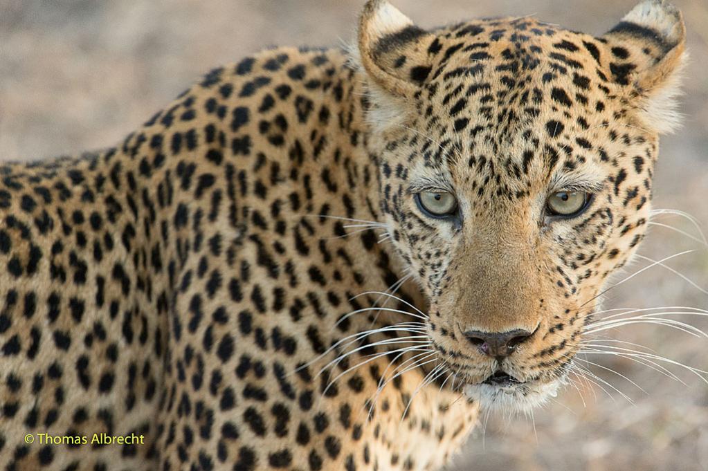Leopard, Portrait