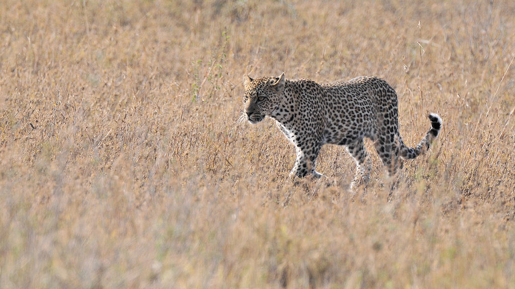 Leopard 
Seronera, Serengeti
4706