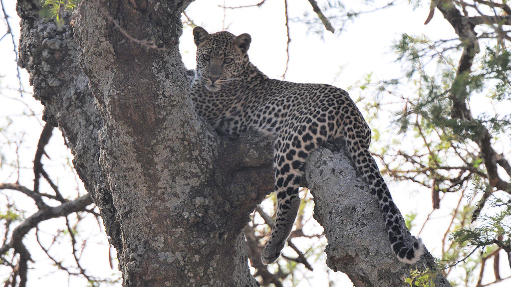 Leopard
Seronera, Serengeti
4719