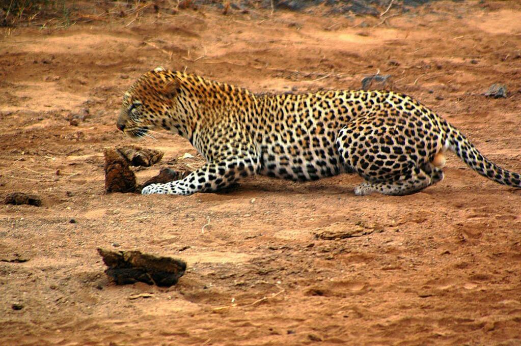 Leopard Tsavo West