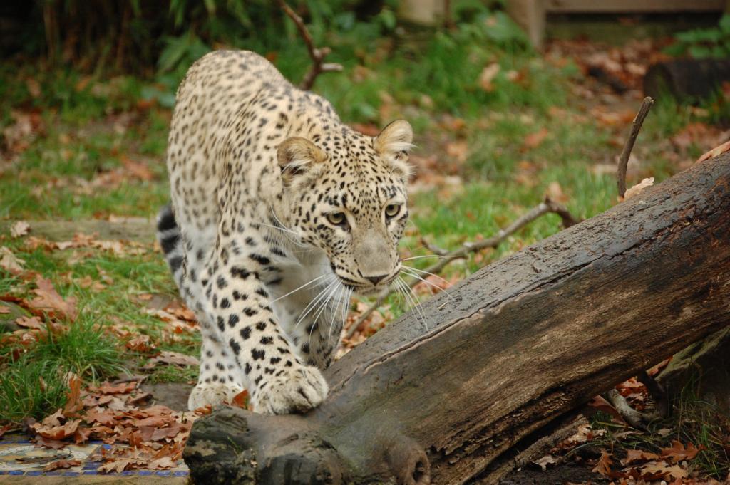 Leopard