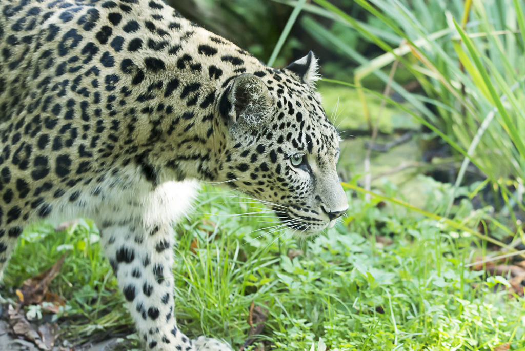 Leopard