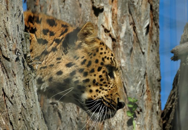 Leopard